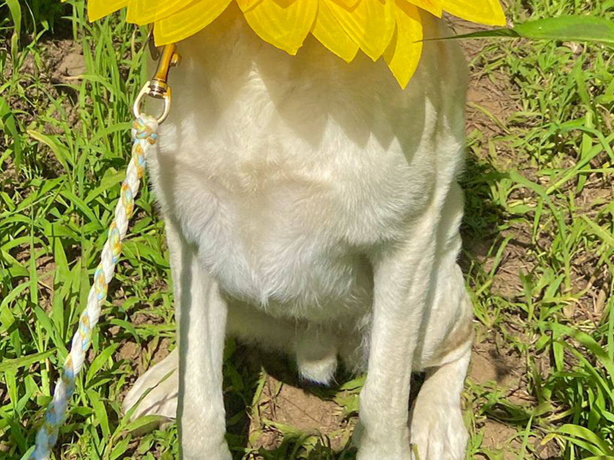 ヒマワリ畑の犬の写真