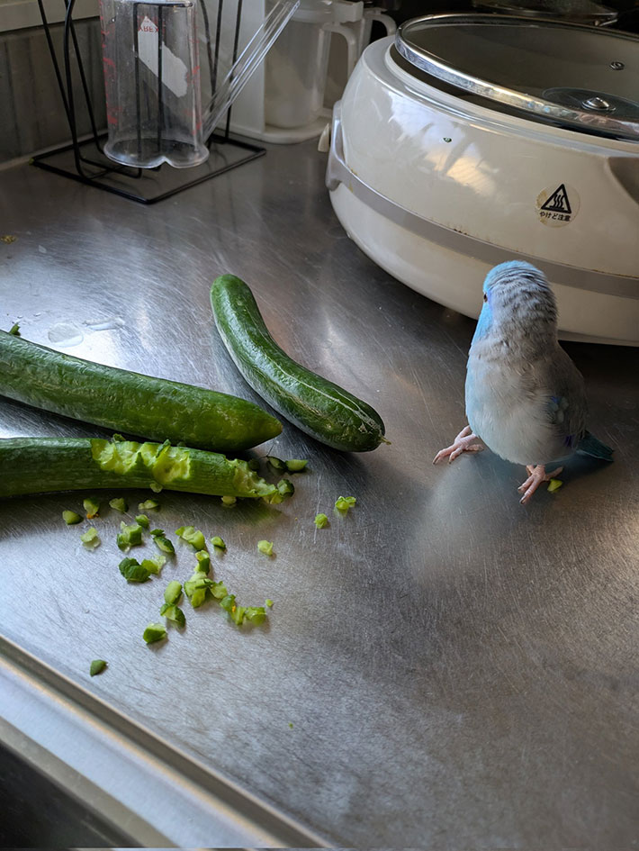 鳥の写真