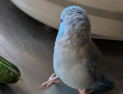 鳥の写真
