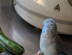 鳥の写真