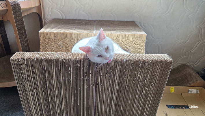 猫の画像