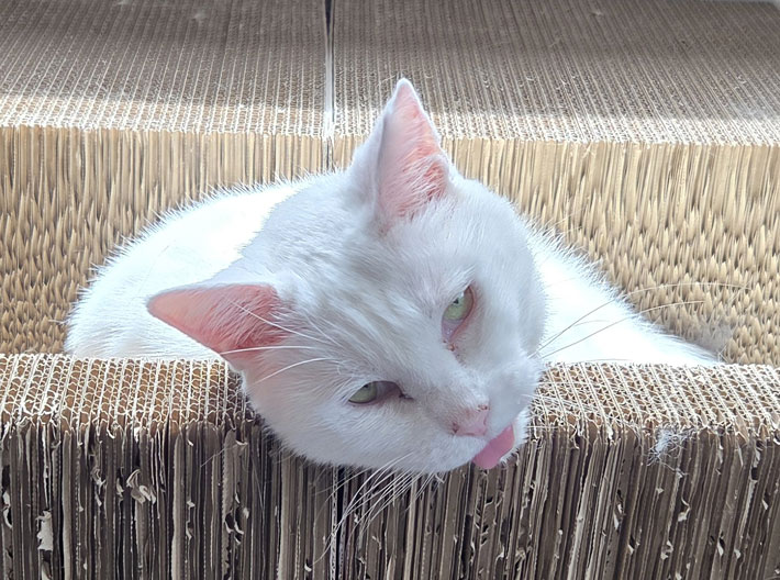 猫の画像