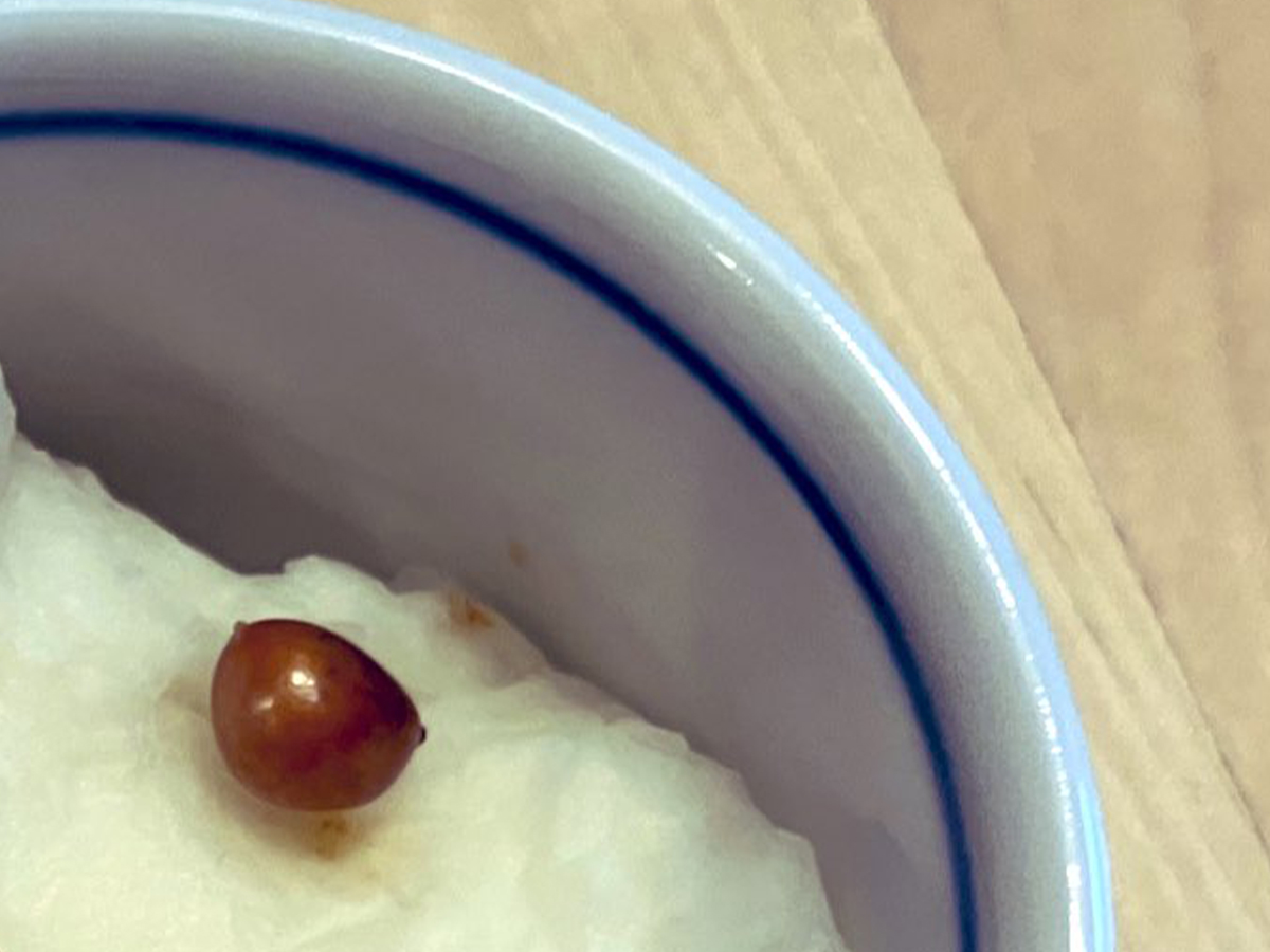 弾けなかったポップコーンの種