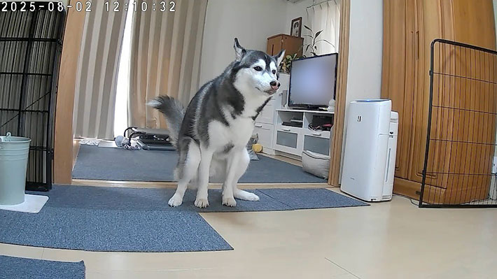 犬の写真