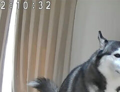 犬の写真
