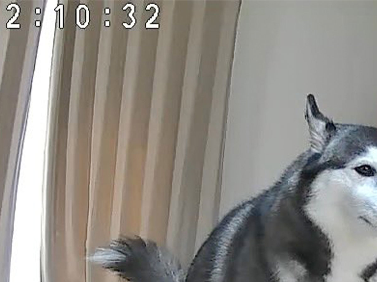犬の写真