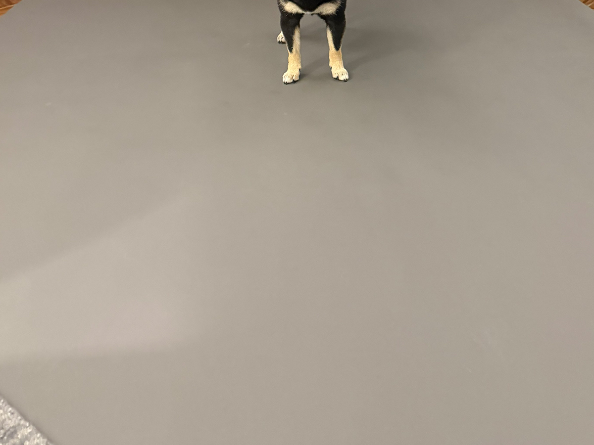 柴犬