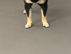柴犬
