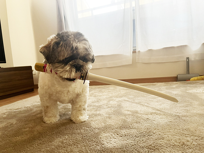 オモチャをくわえる犬の写真
