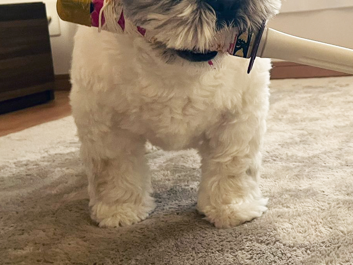 オモチャをくわえる犬の写真