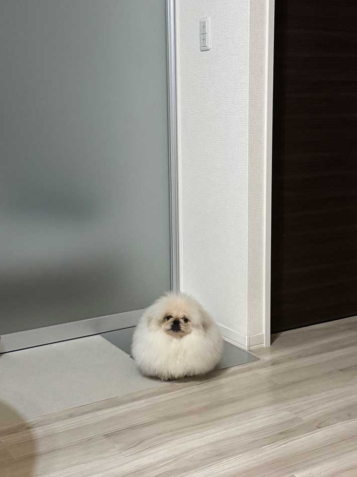 犬の写真
