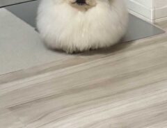 犬の写真