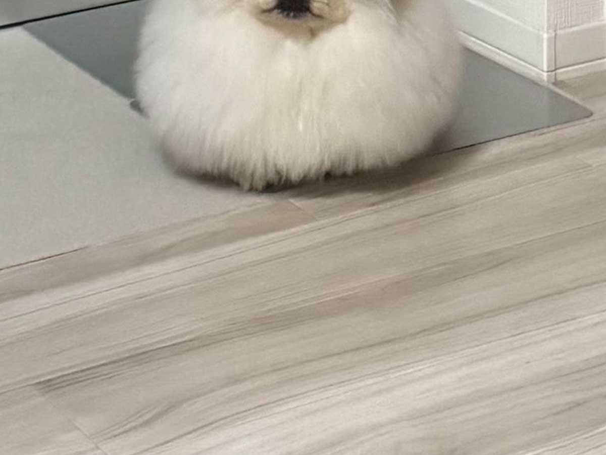 犬の写真