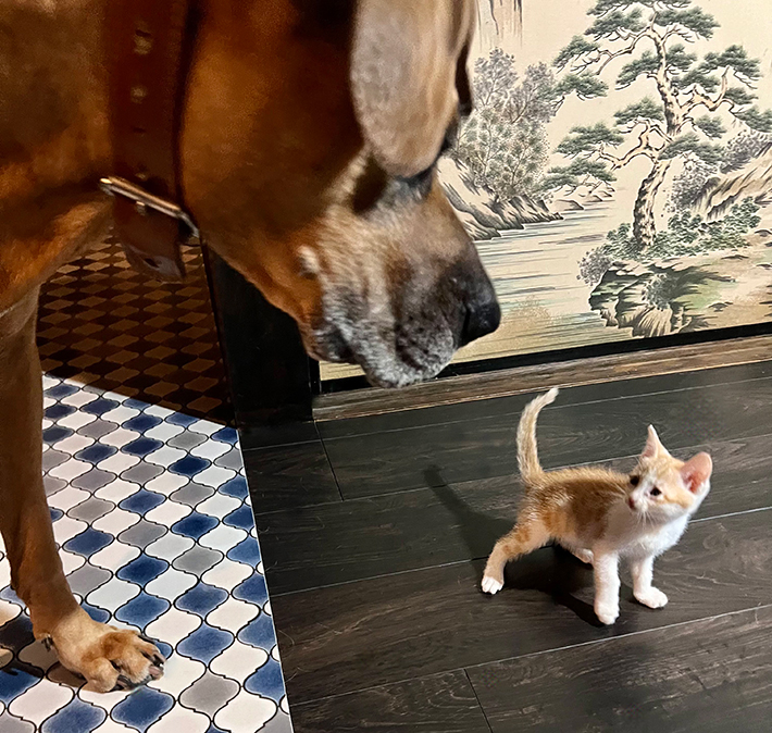 犬と猫の写真