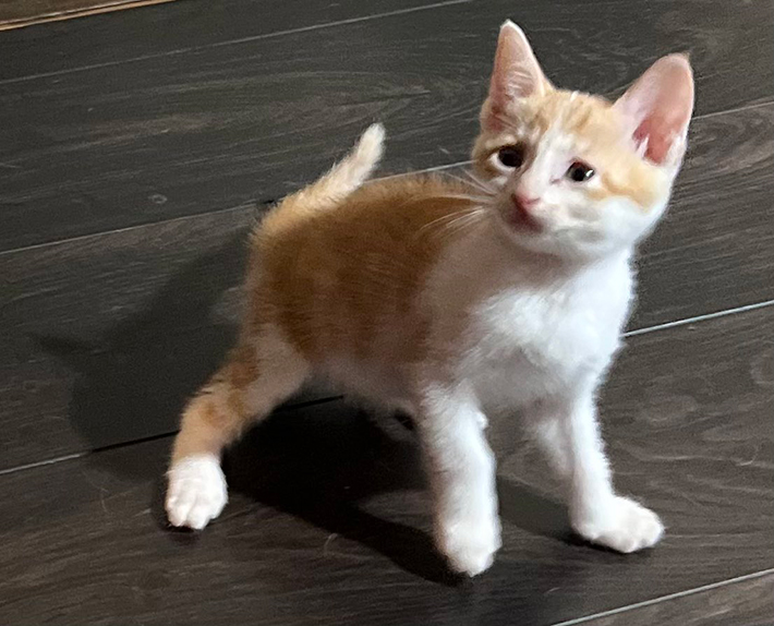 猫の写真
