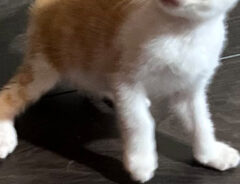 猫の写真