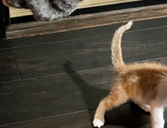 猫の写真