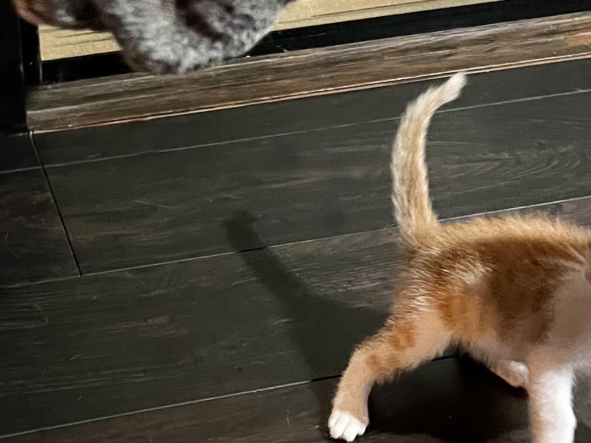 猫の写真