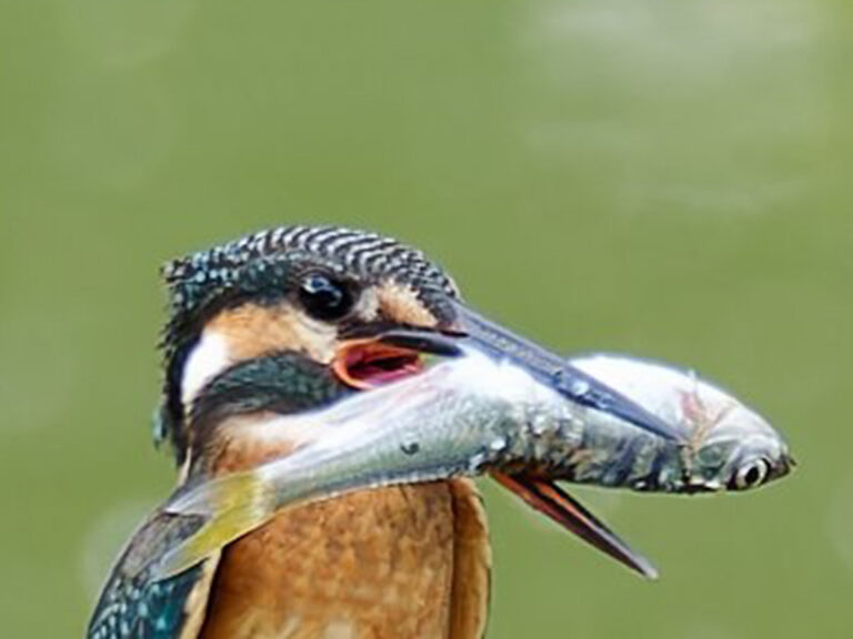 でっかい魚をくわえた野鳥が… その後の姿に「笑った」「そりゃそうなる