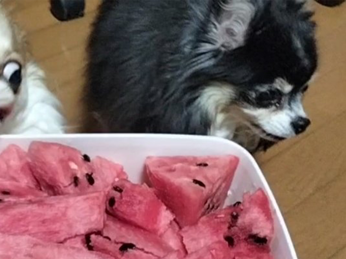チワワ２匹とスイカ