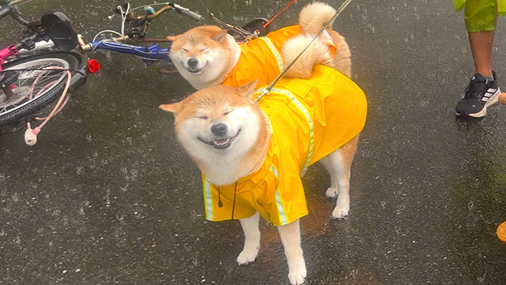 柴犬のこむぎくんとわらびちゃん