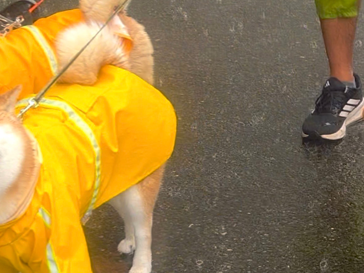 柴犬のこむぎくんとわらびちゃん