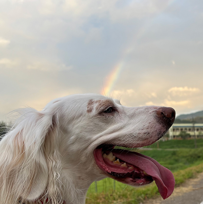 犬