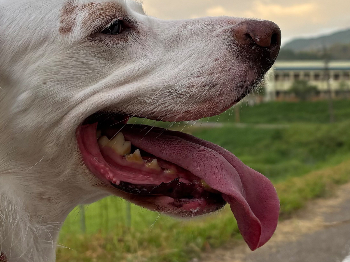犬