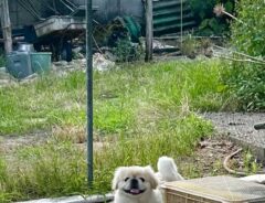 犬の画像