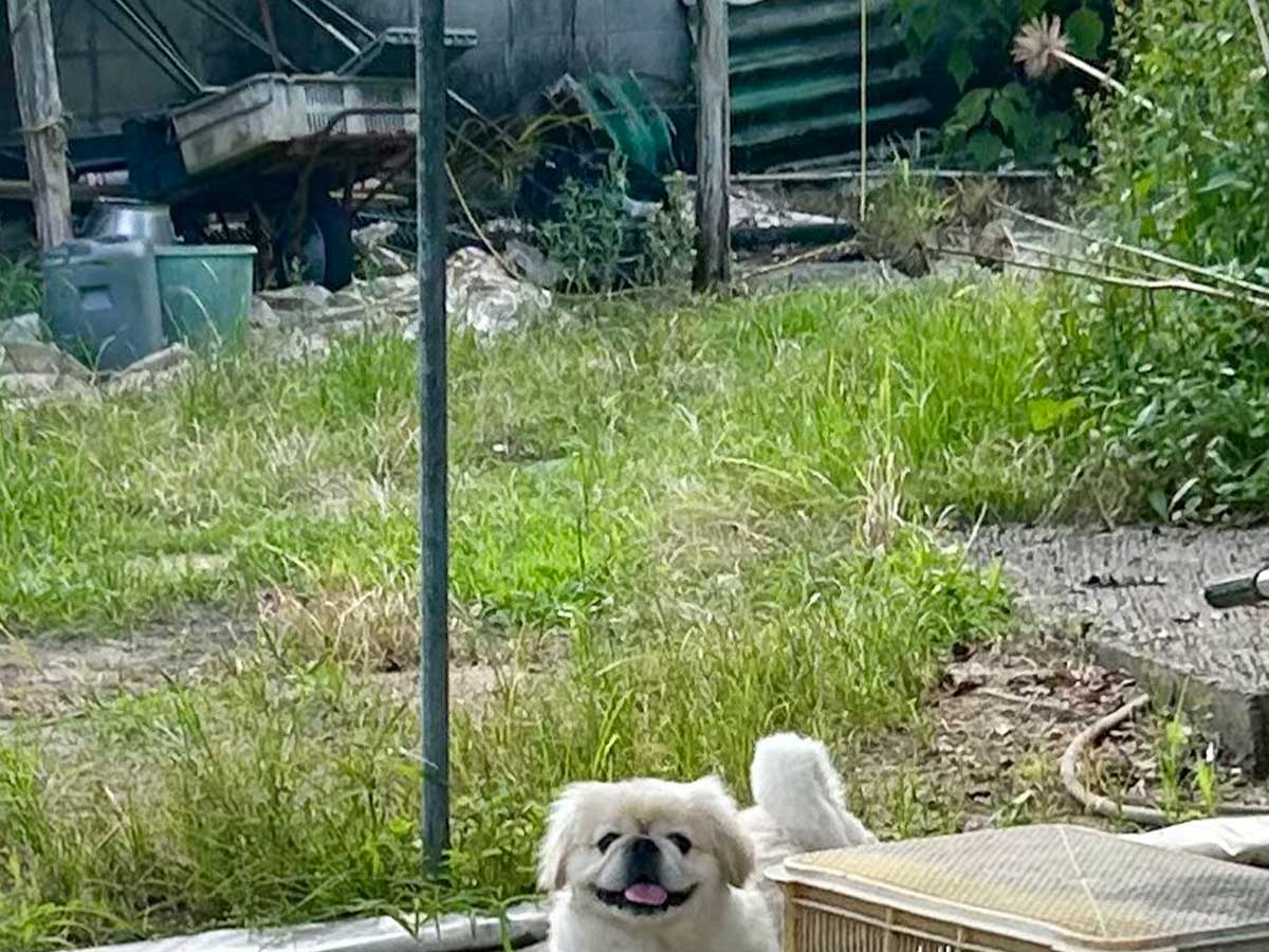 犬の画像