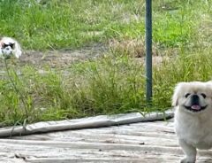 犬の画像