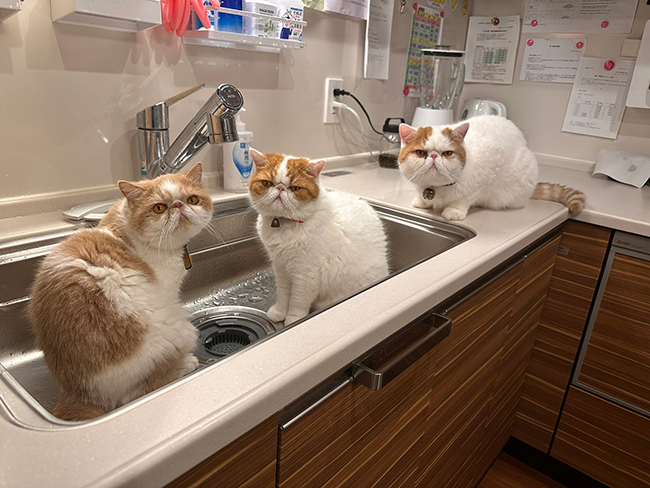 猫