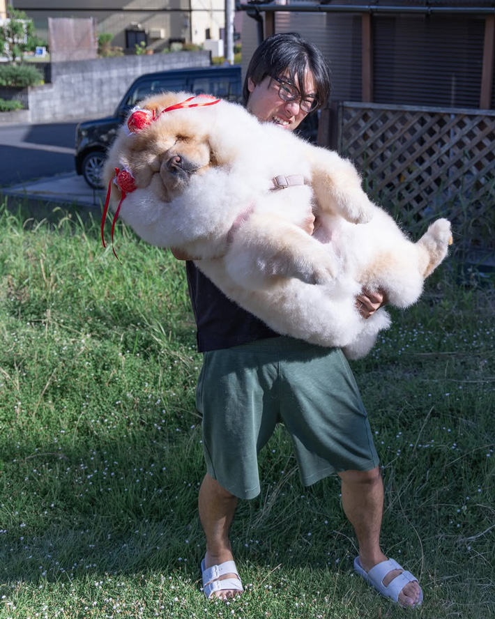 チャウチャウ