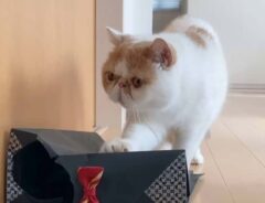 jinpachi_nekoさんの投稿動画