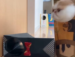 猫の写真
