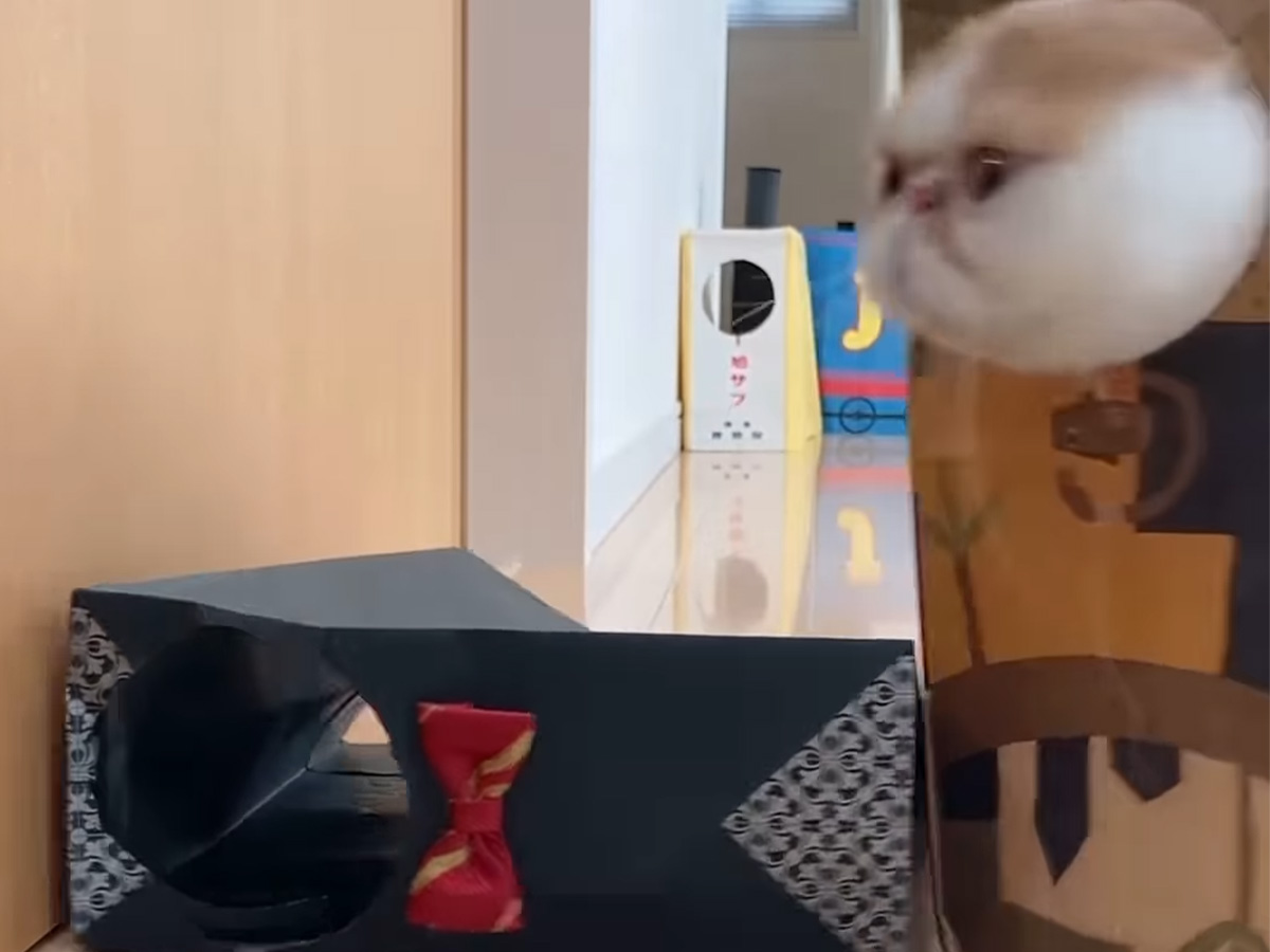猫の写真