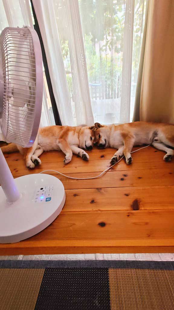 柴犬