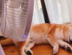 柴犬