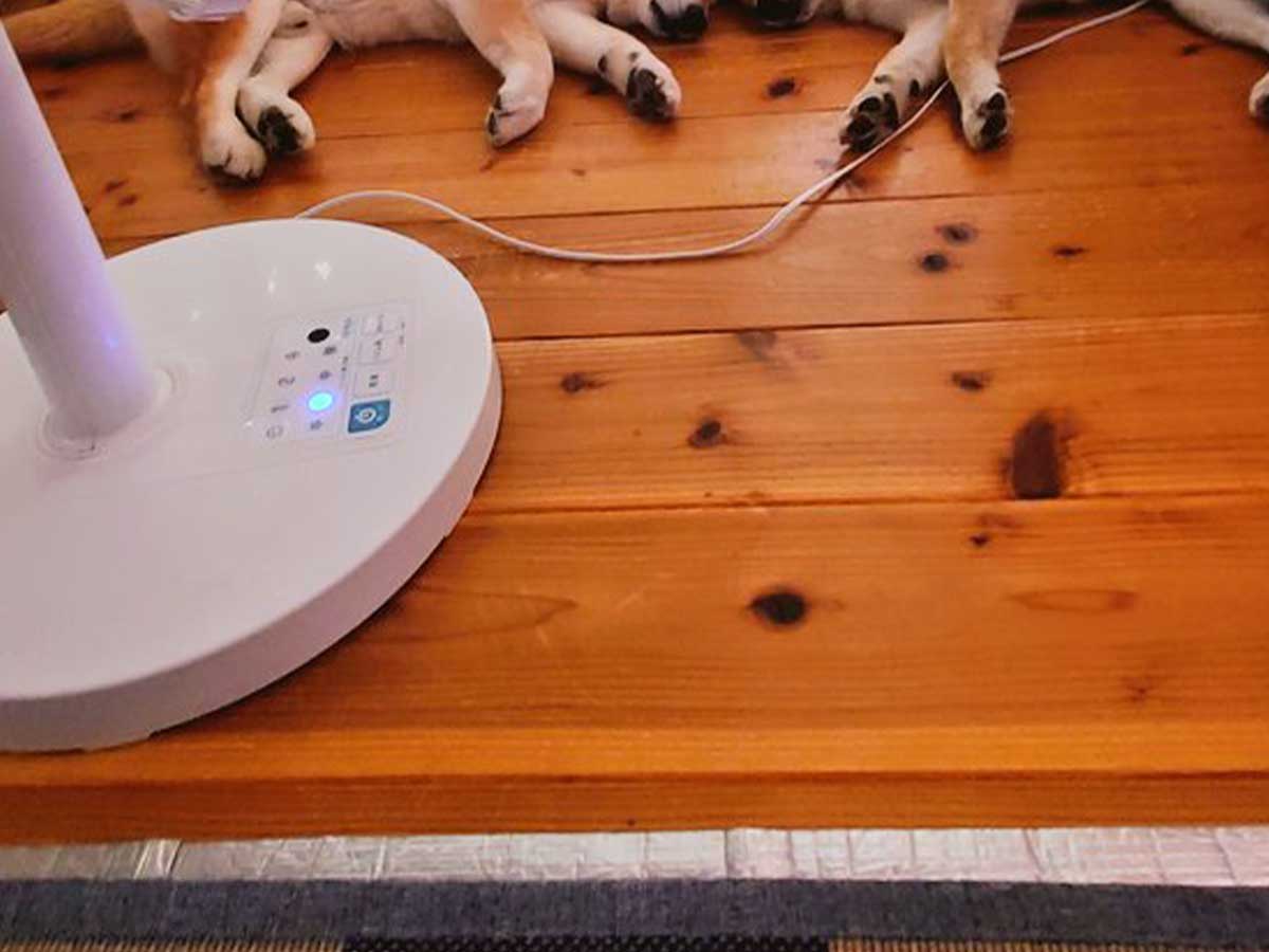 柴犬