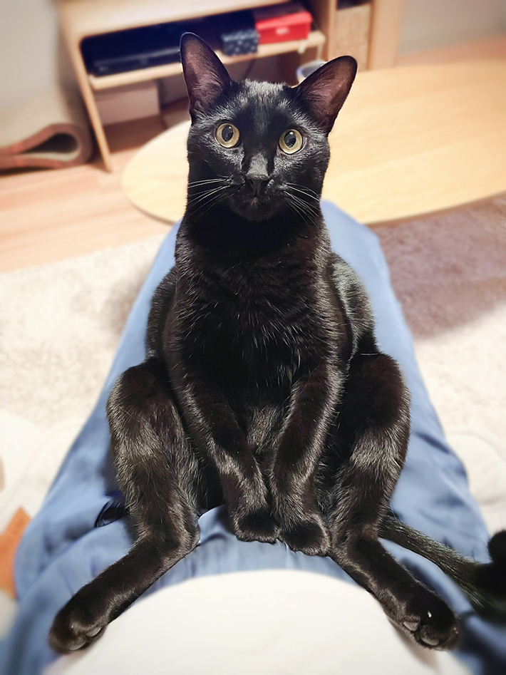 黒猫の写真