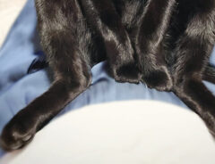 猫の写真