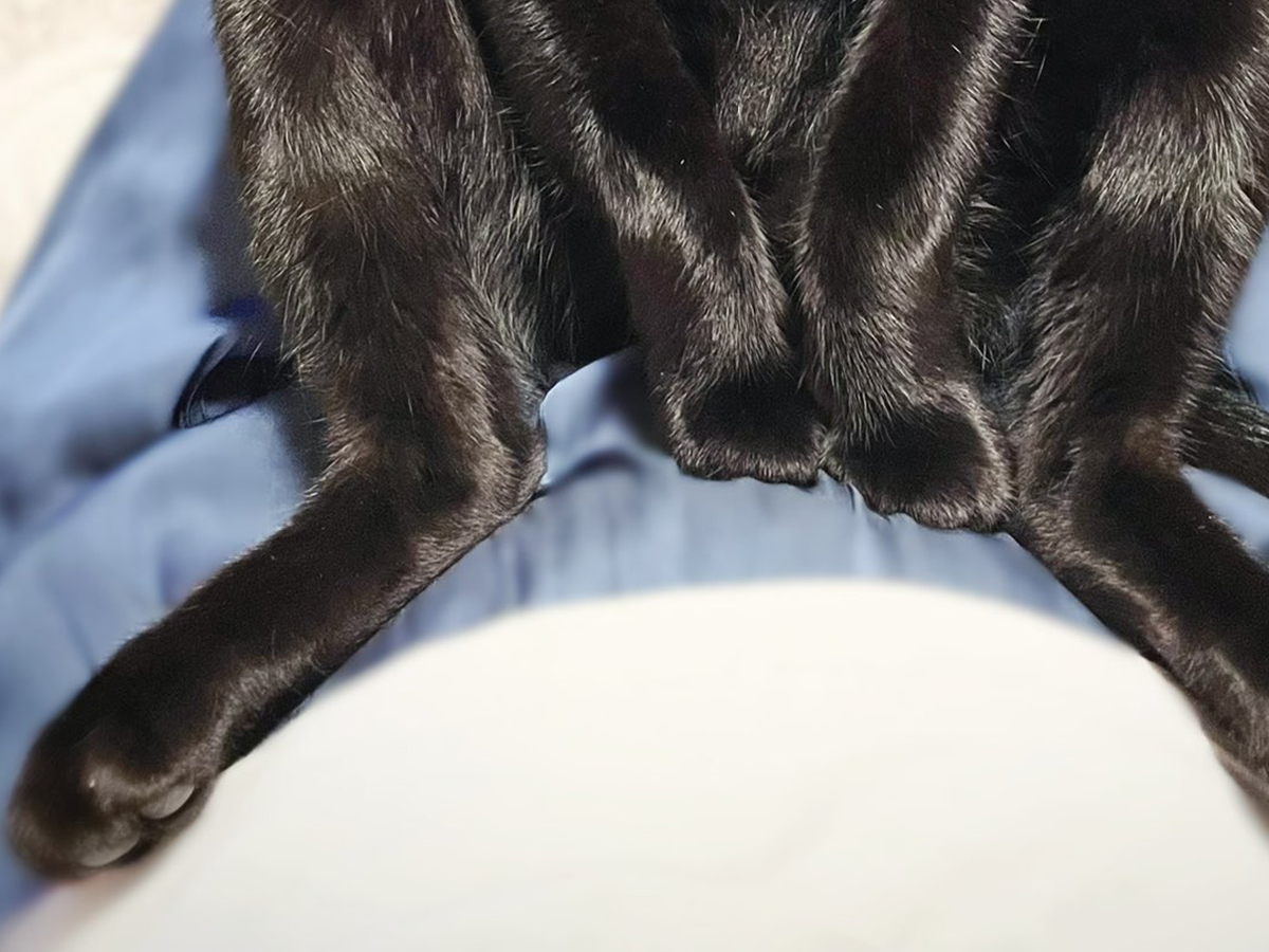 猫の写真