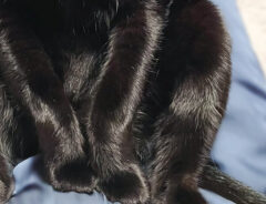 黒猫の写真