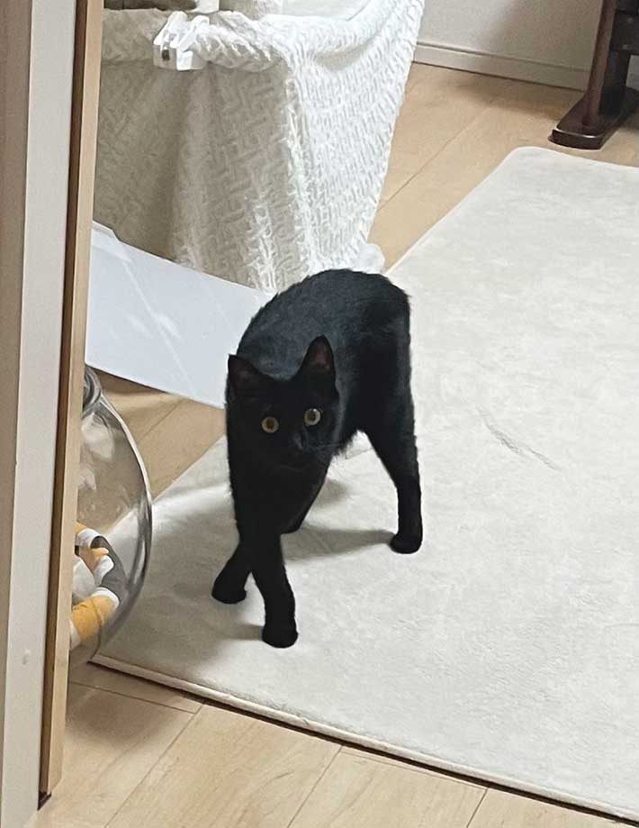 脚がおかしな方向に曲がる猫の写真