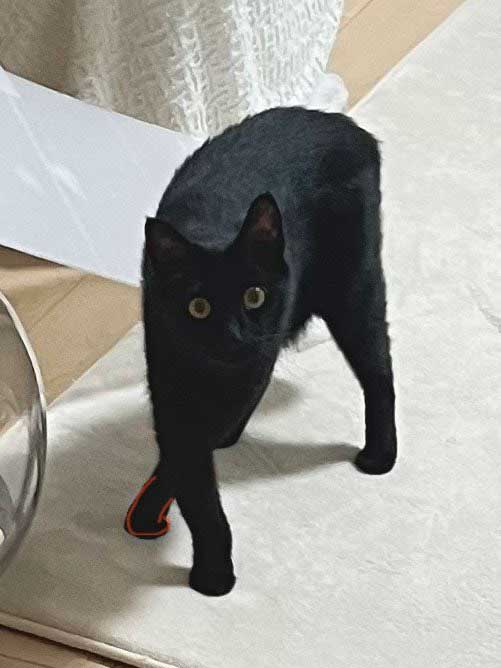 脚があらぬ方向に曲がる猫の写真