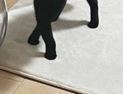 脚があらぬ方向にまがる猫の写真