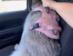 犬の背中の写真