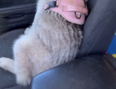 犬の背中の写真