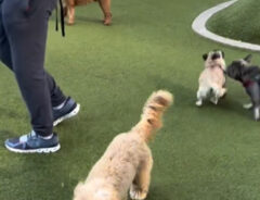 ドッグランで走り回る犬の写真