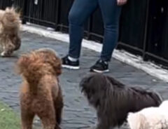 ドッグランで走り回る犬の写真
